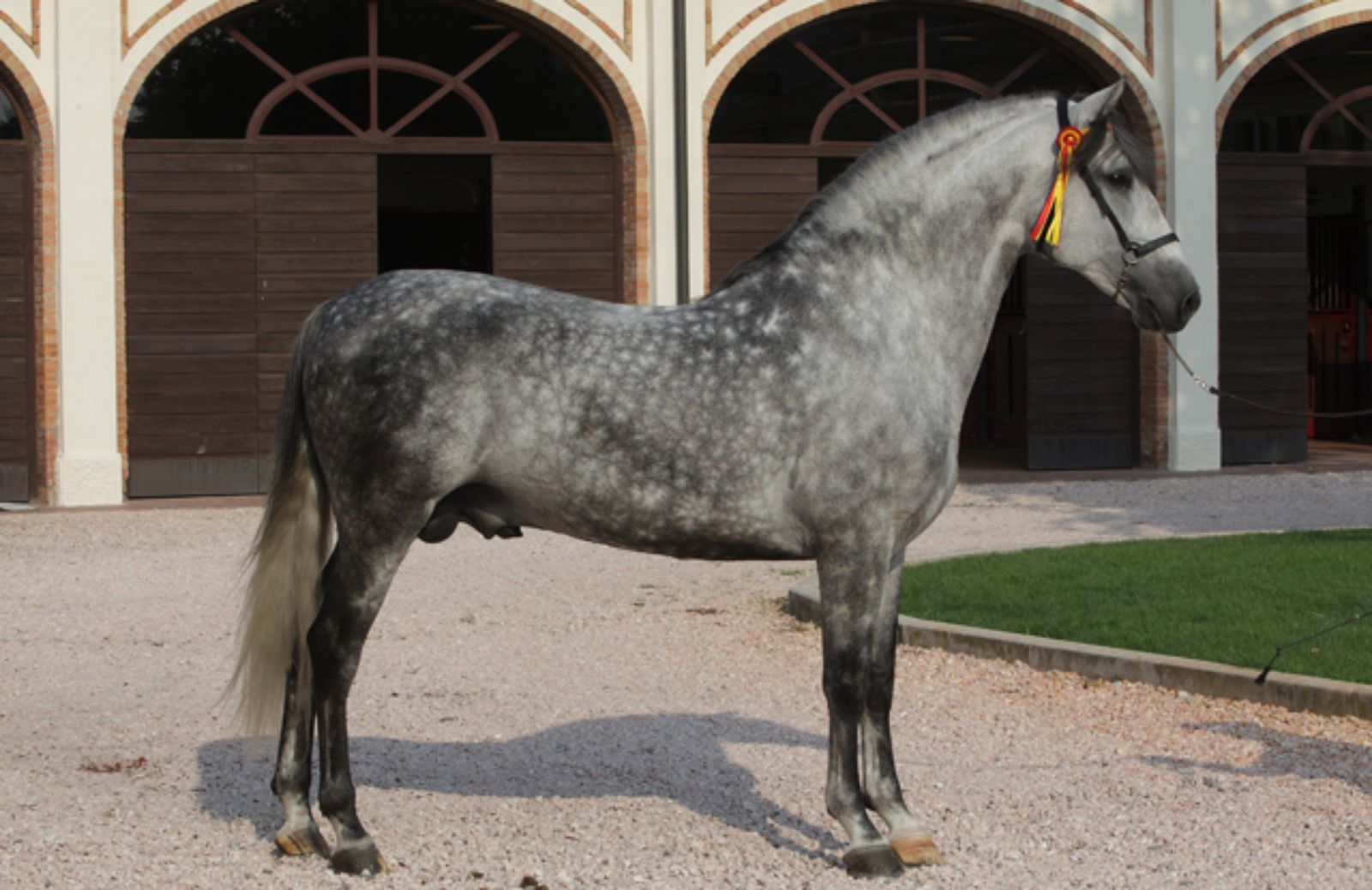 Le 5 caratteristiche fondamentali del cavallo Andaluso