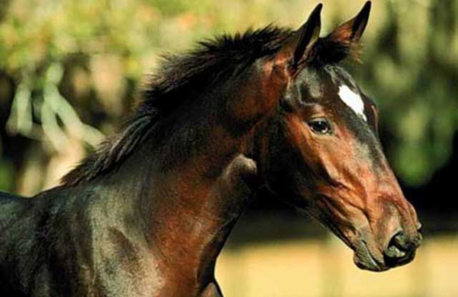 Le 5 caratteristiche fondamentali del cavallo Berbero