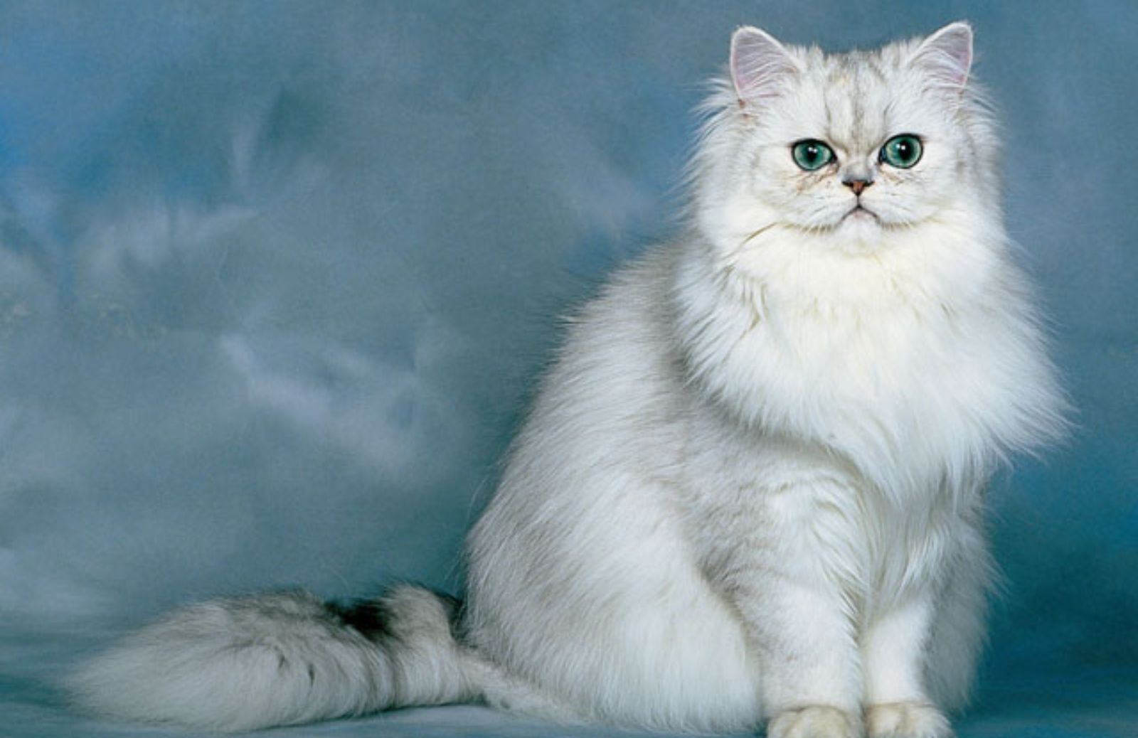Le 5 caratteristiche fondamentali del gatto Persiano
