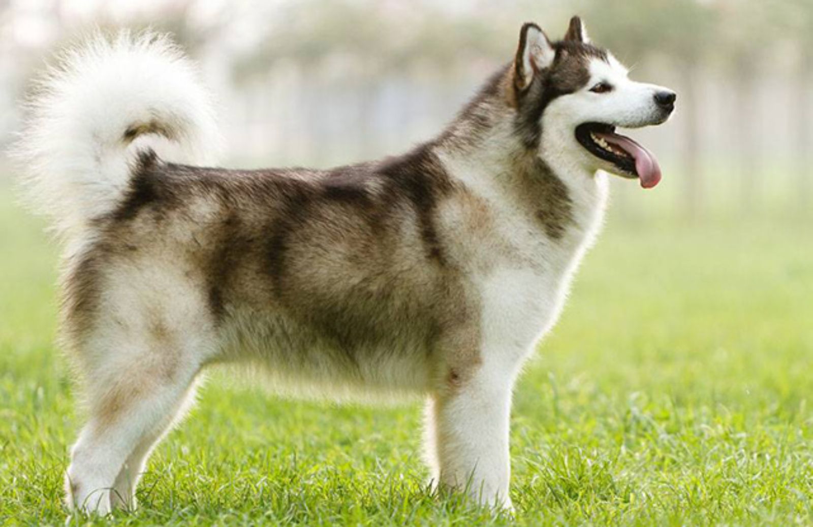 Le 5 caratteristiche fondamentali dell’Alaskan malamute