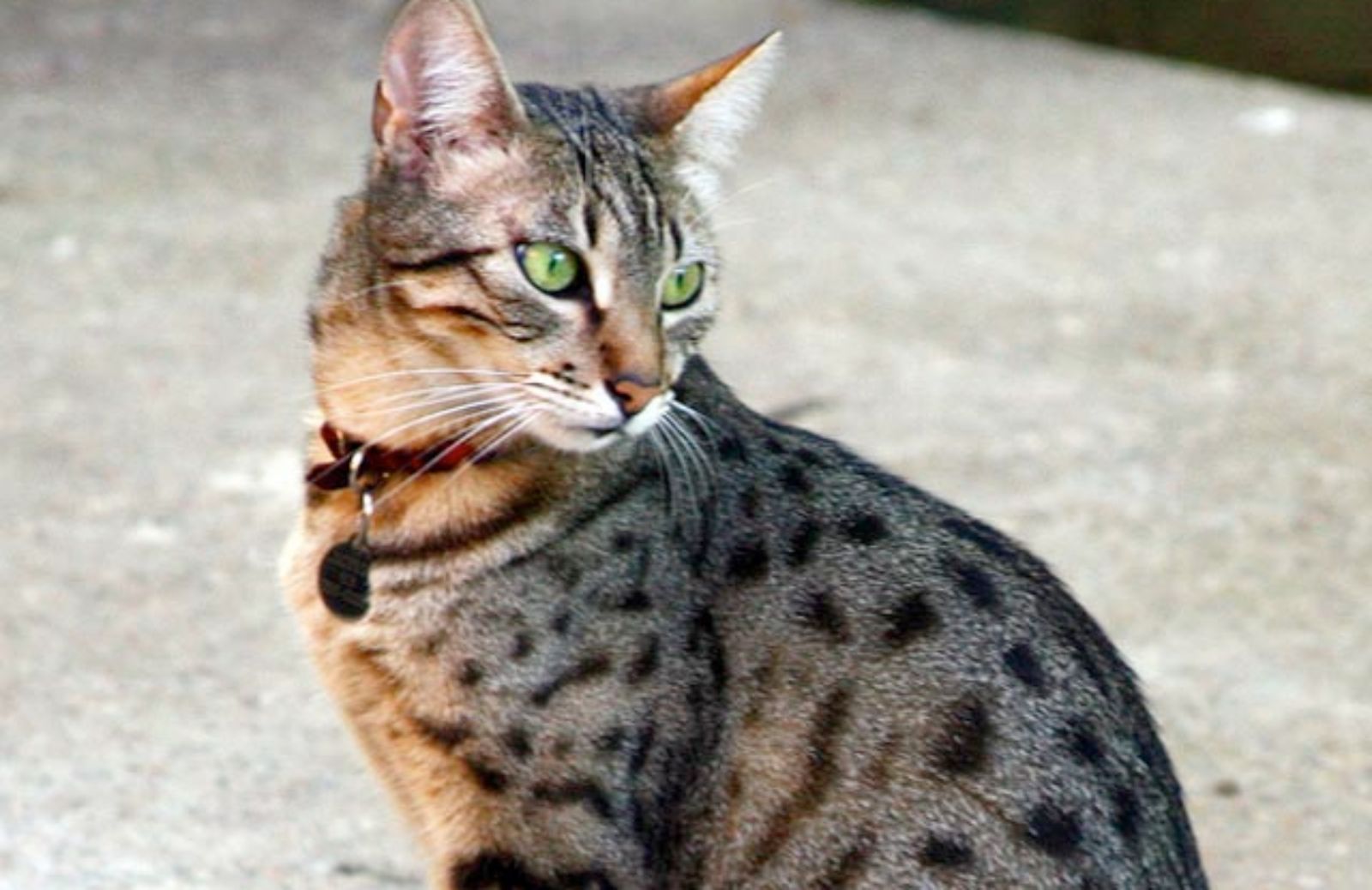 Le 5 caratteristiche fondamentali dell’Egyptian Mau