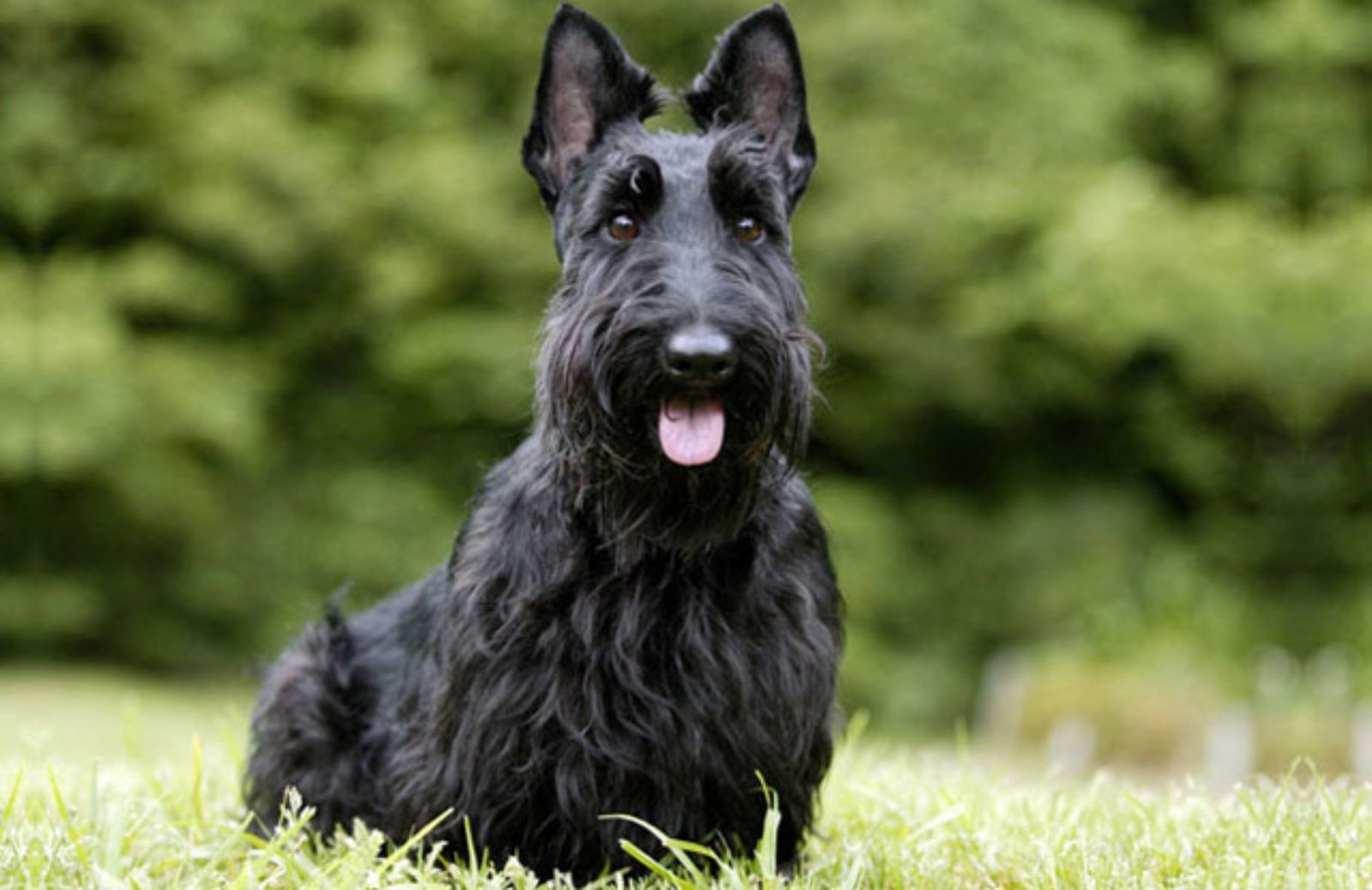 Le 5 caratteristiche fondamentali dello Scottish Terrier