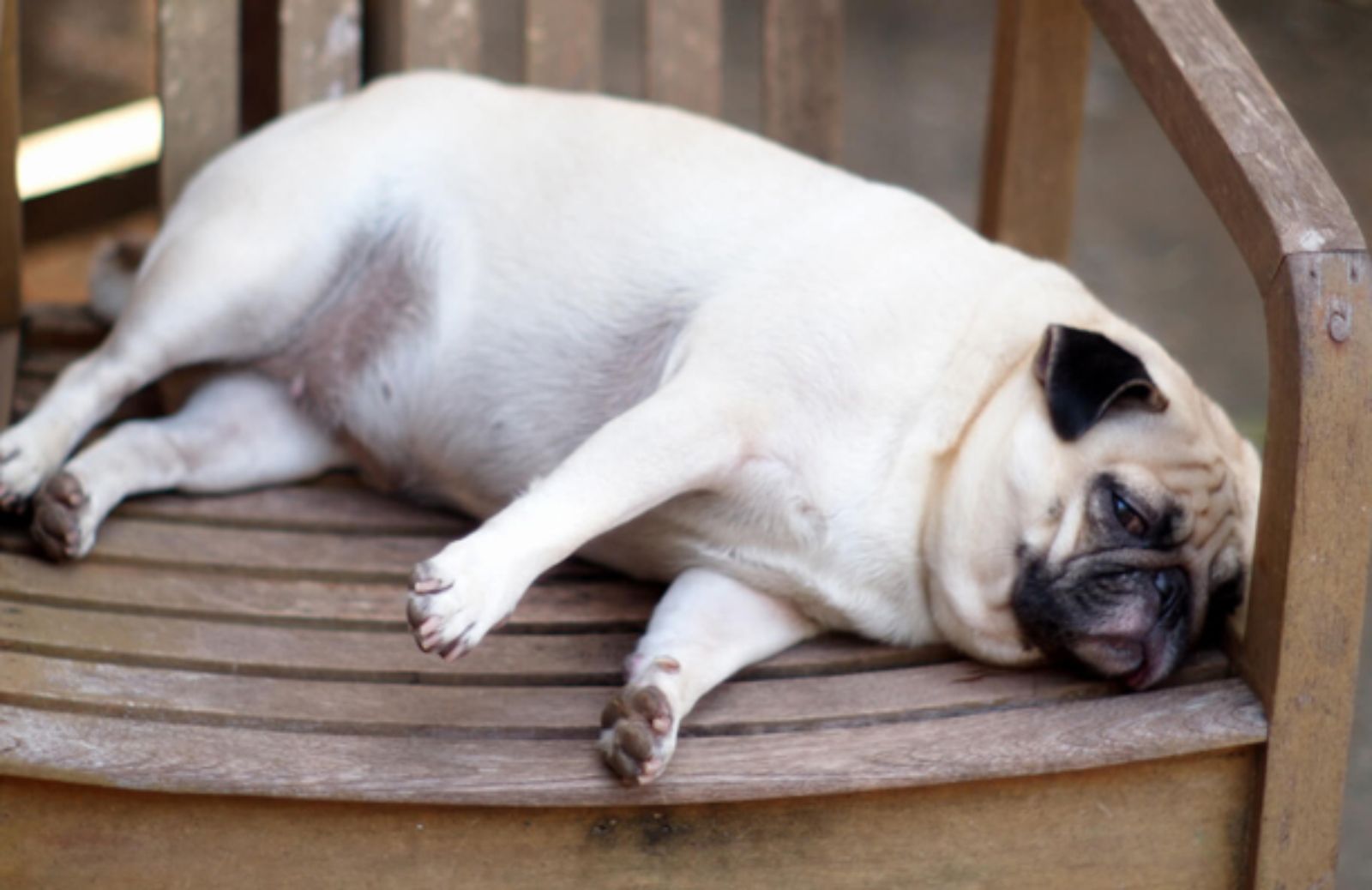 Le 5 cause più frequenti del sovrappeso nel cane