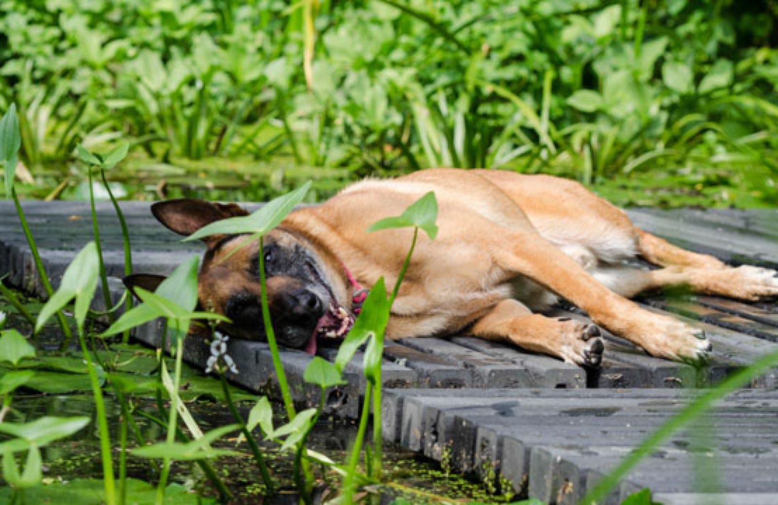 Le 5 cose da fare se il cane ha un colpo di calore