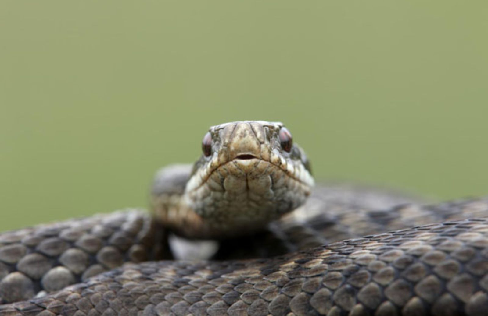 Le 5 cose da non fare assolutamente in caso di morso di vipera