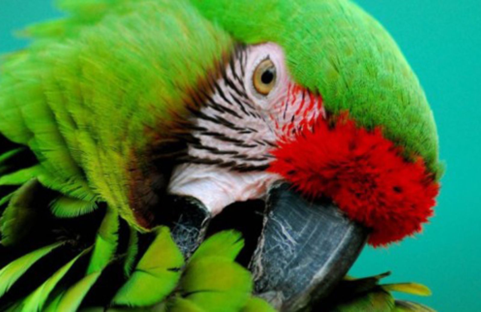 Le 5 cose da sapere prima di adottare un pappagallo