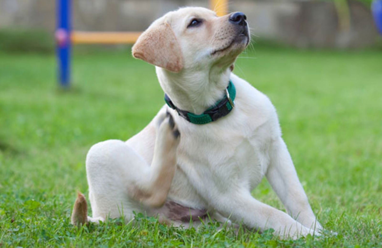Le 5 principali cause del prurito nel cane