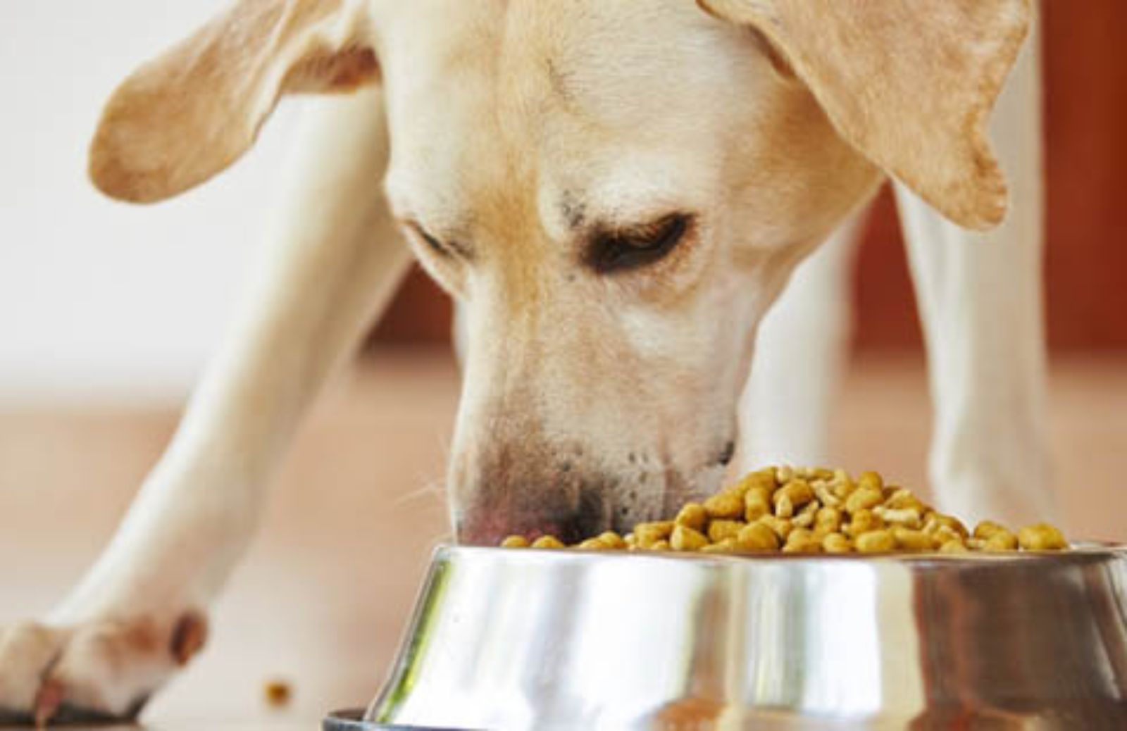 Le 5 regole d’oro per alimentare correttamente il cane