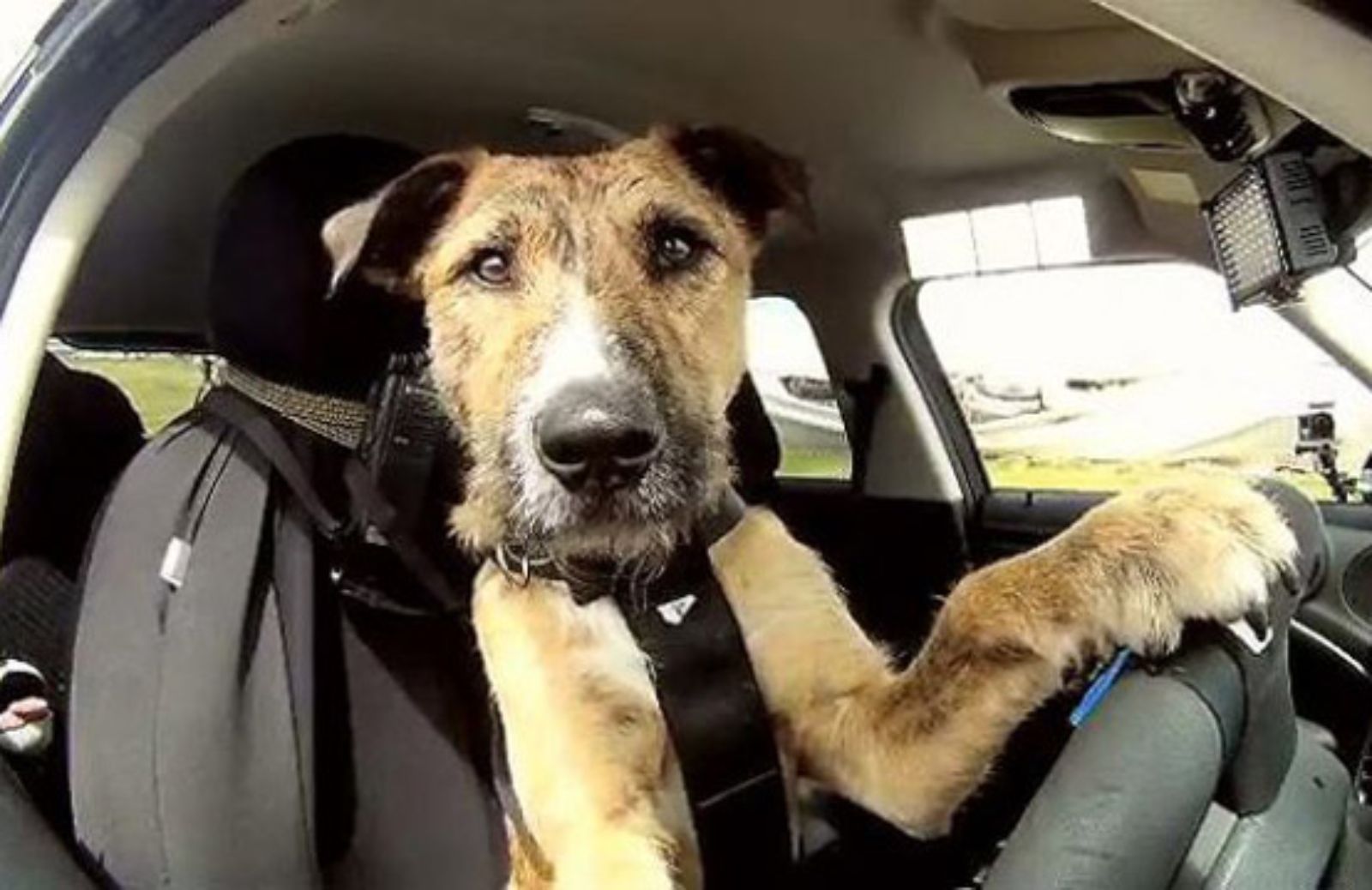 Le 5 regole d’oro per viaggiare in auto sicuri con il proprio cane