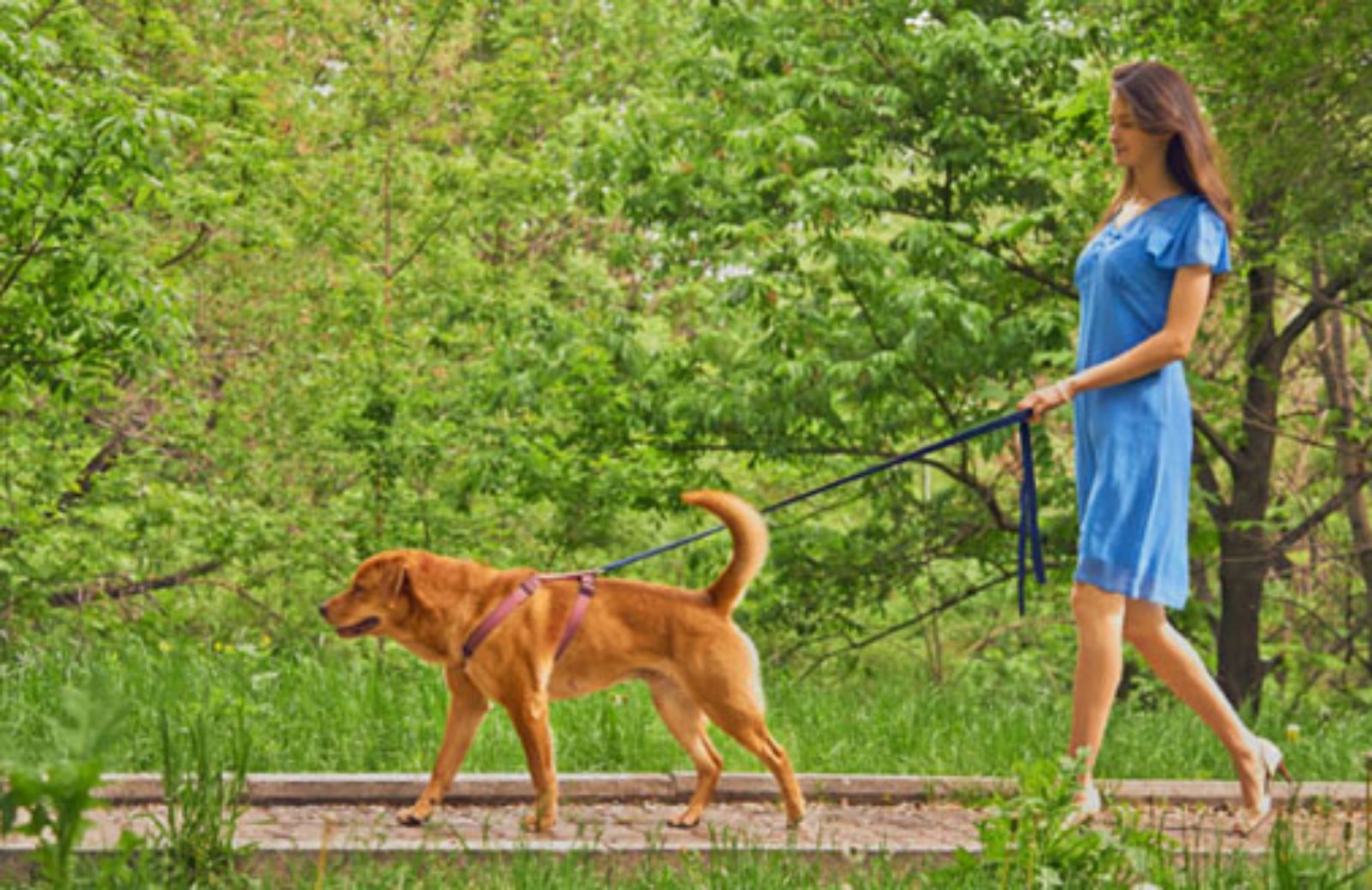 Le 5 regole da rispettare quando porti il cane a spasso