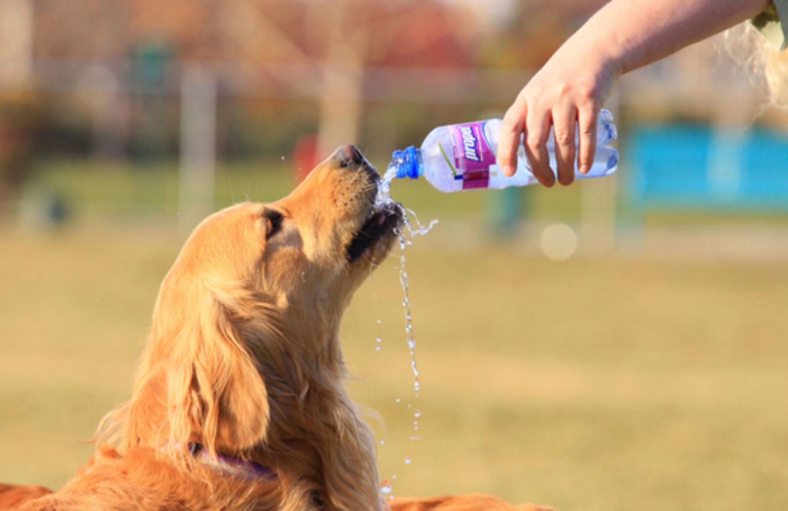 Le 5 regole per difendere il tuo cane dall’afa estiva 