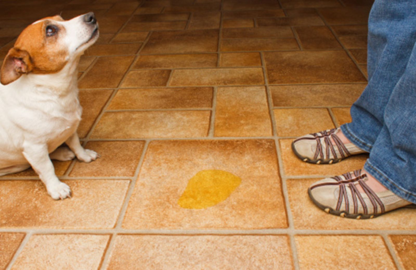 Le 5 regole per educare il cane a non sporcare in casa