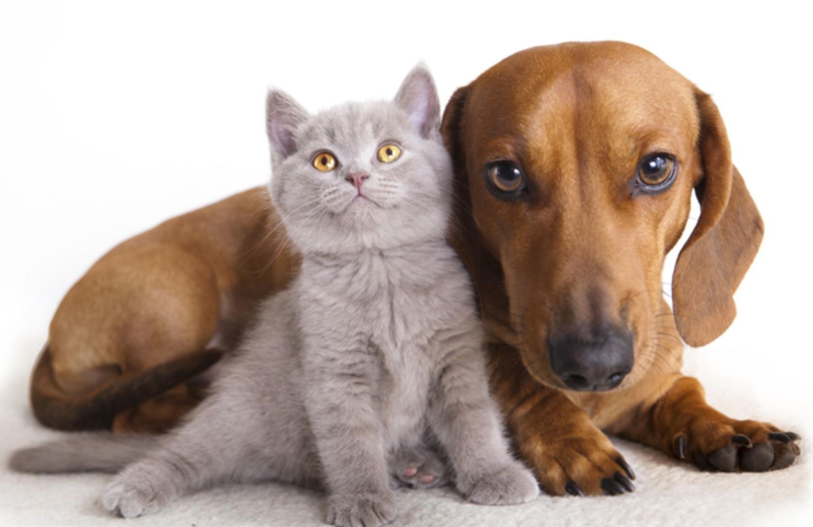 Le 5 regole per una serena convivenza cane e gatto