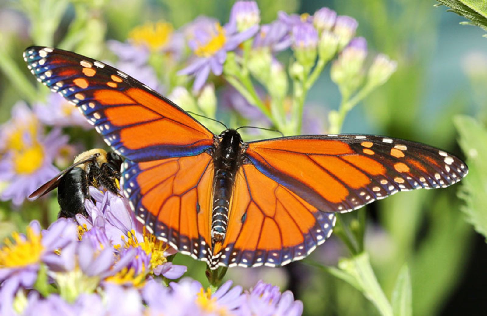 Le 5 specie di farfalle più belle