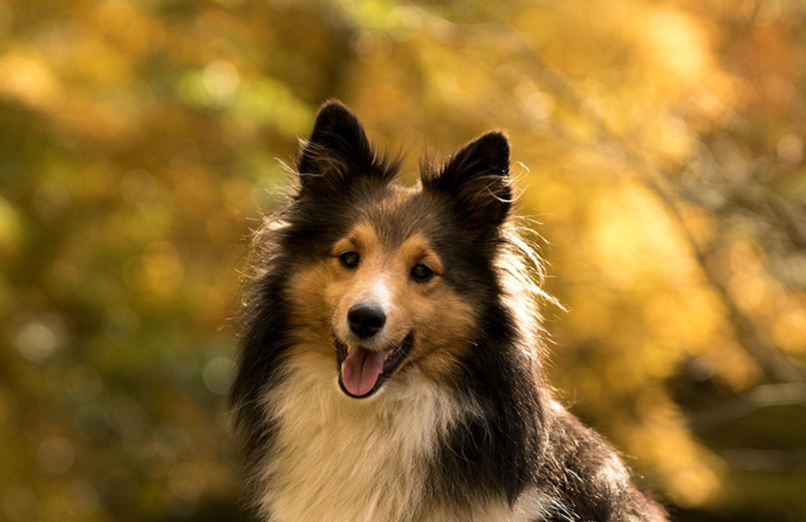 Nomi femminili per cani: la top 10