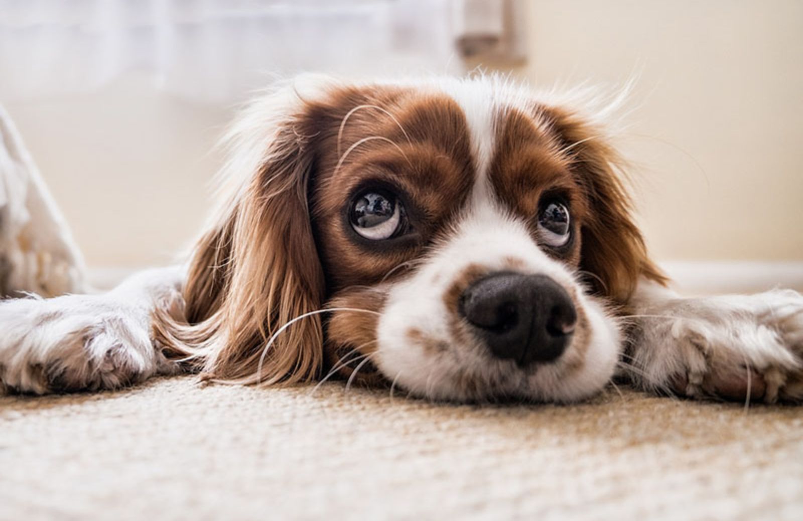 Nomi per cani: 5 nomi ispirati al mondo della musica