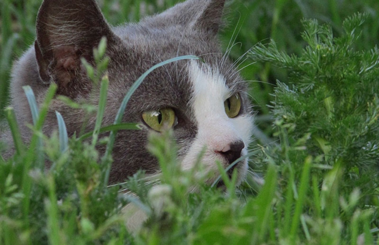 Non solo erba gatta: 6 erbe che fanno bene al tuo micio