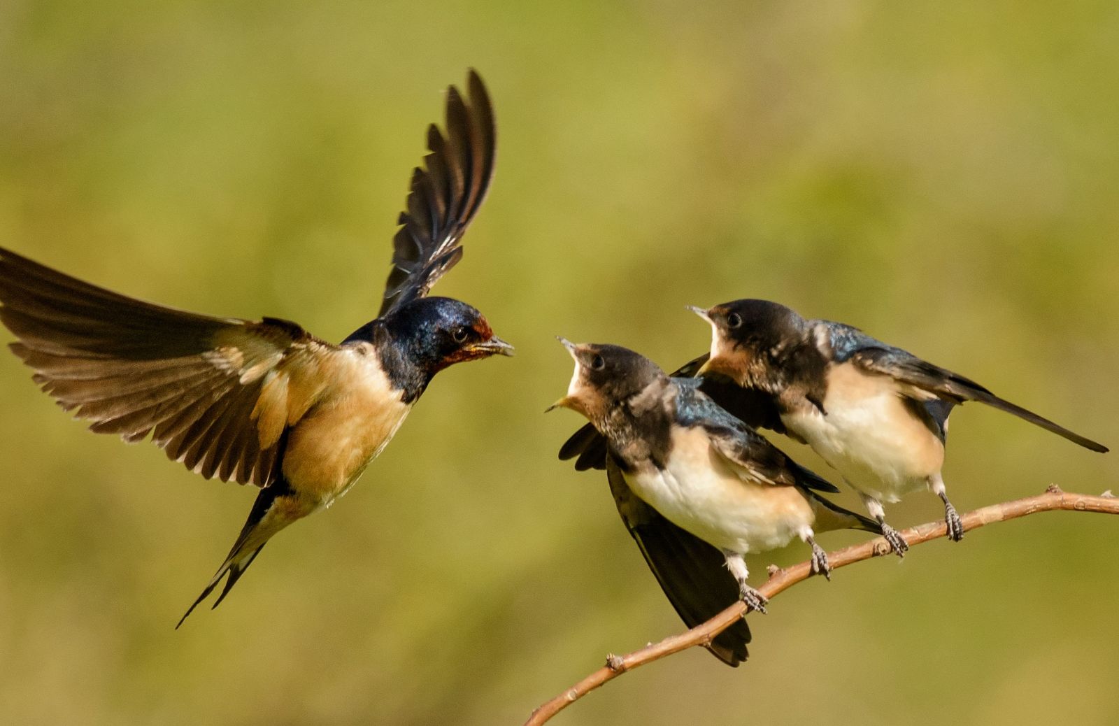 Non solo rondini: i 10 animali che annunciano la primavera