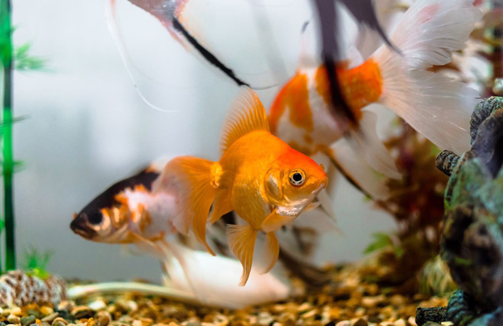 Pesce rosso: le 10 varietà più diffuse