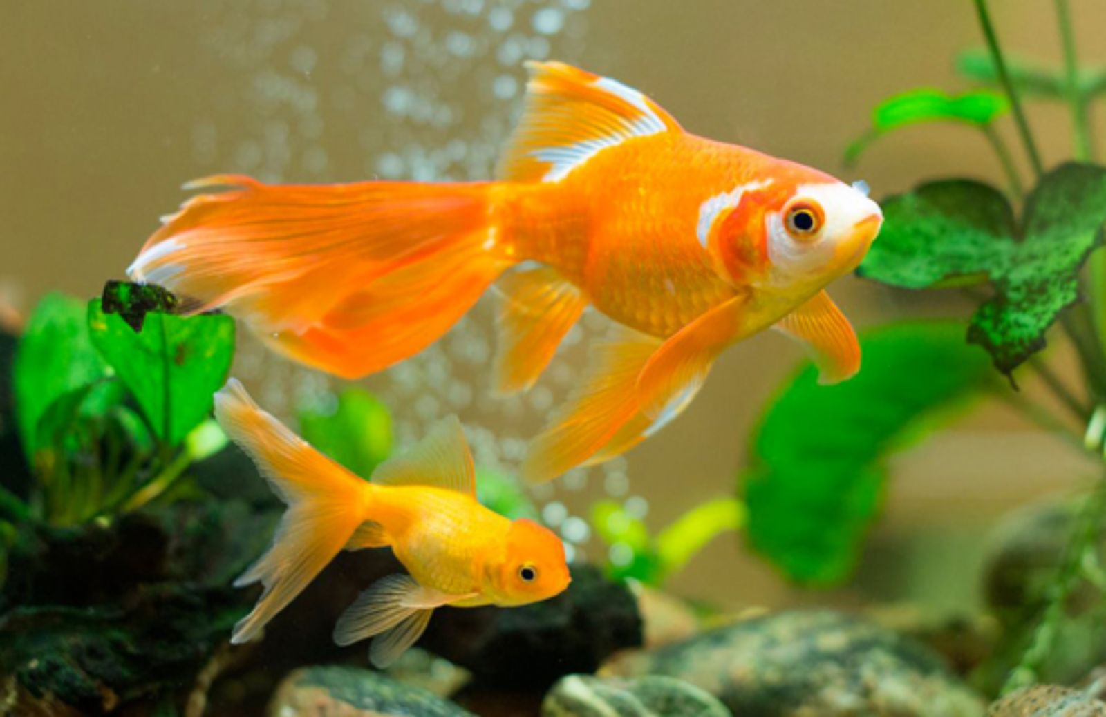 Pesci rossi: 5 errori da evitare per farli vivere di più
