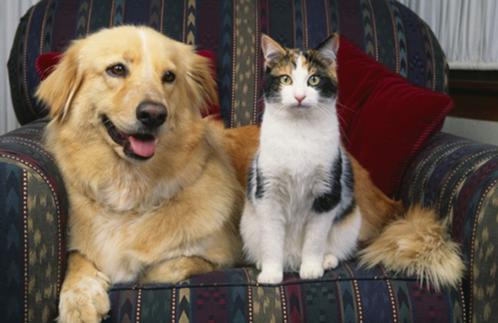 Pet calendario: 12 consigli mese per mese per i proprietari di animali