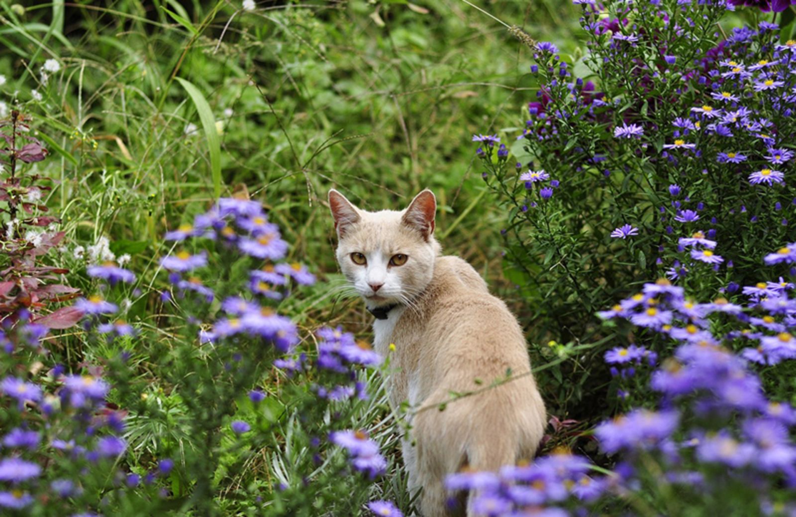 Piante velenose per gatti: 10 specie a cui fare attenzione