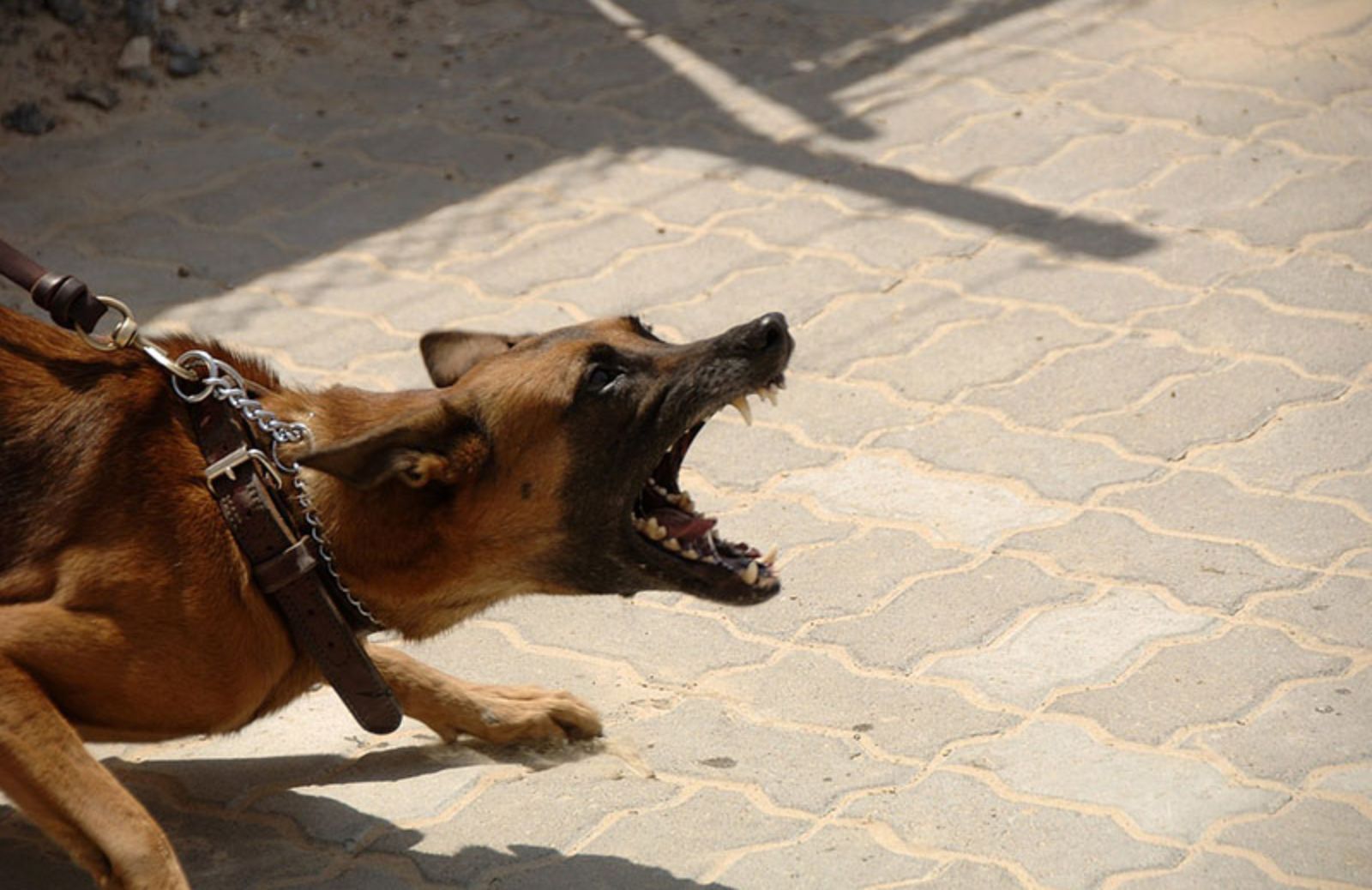 Razze canine: quali sono le 5 più pericolose