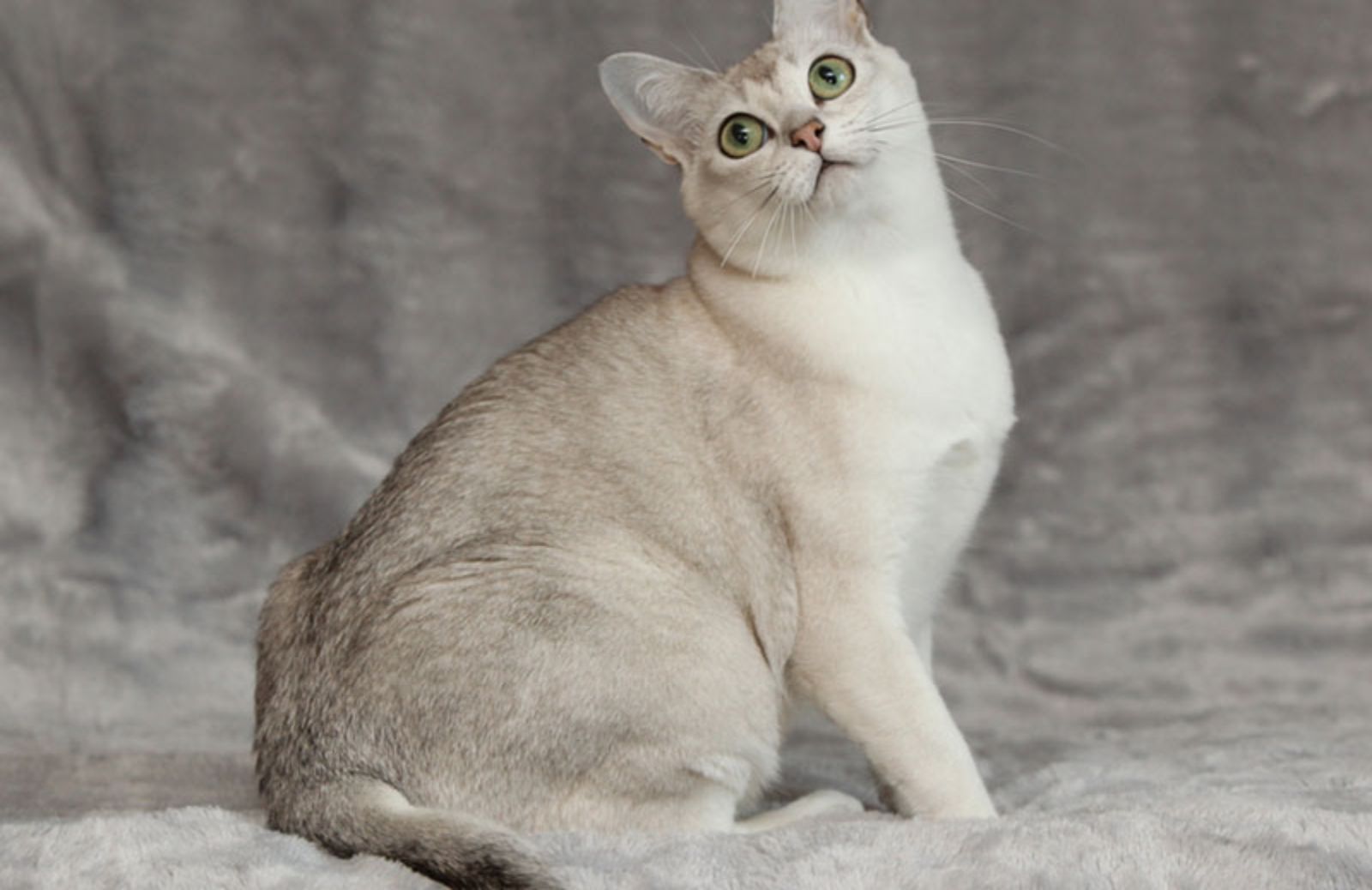 Razze di gatti: le 5 caratteristiche fondamentali del Burmilla