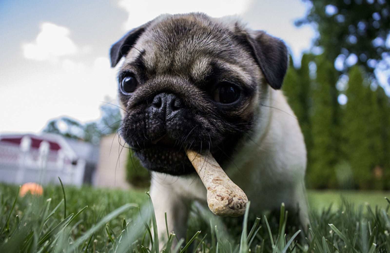 Ricette per cani: 5 libri per una dieta fai da te