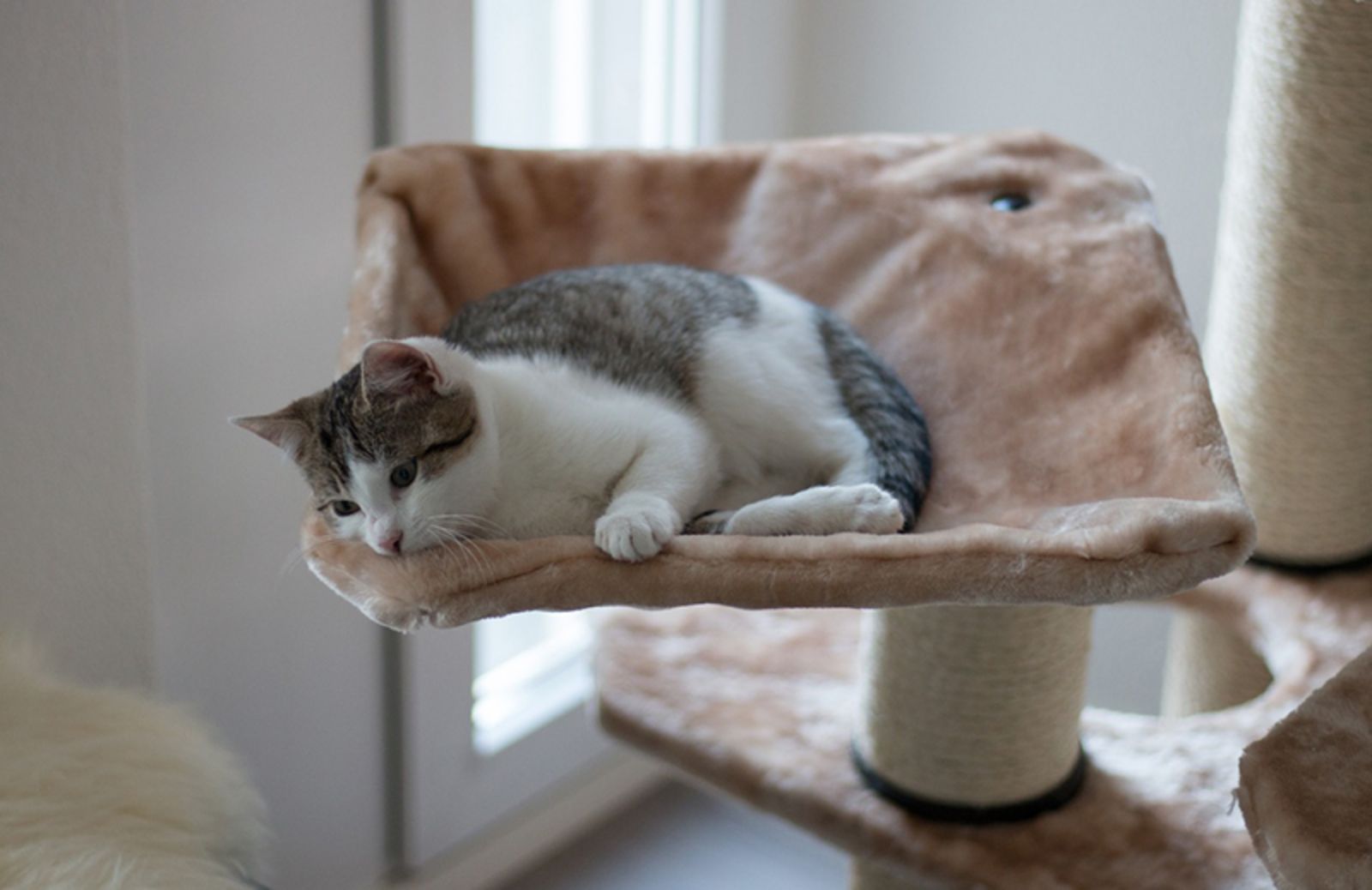 Tiragraffi per gatti: 5 modelli per la nostra casa