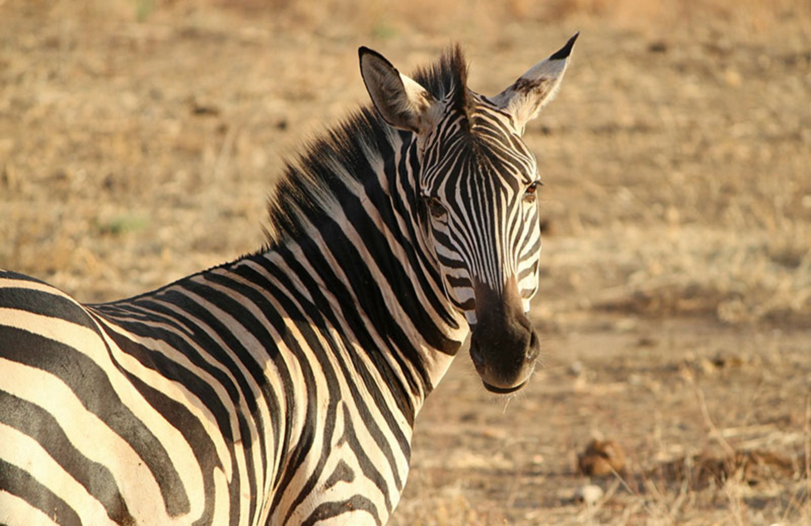 Z come zebra (e non solo): 10 animali a righe