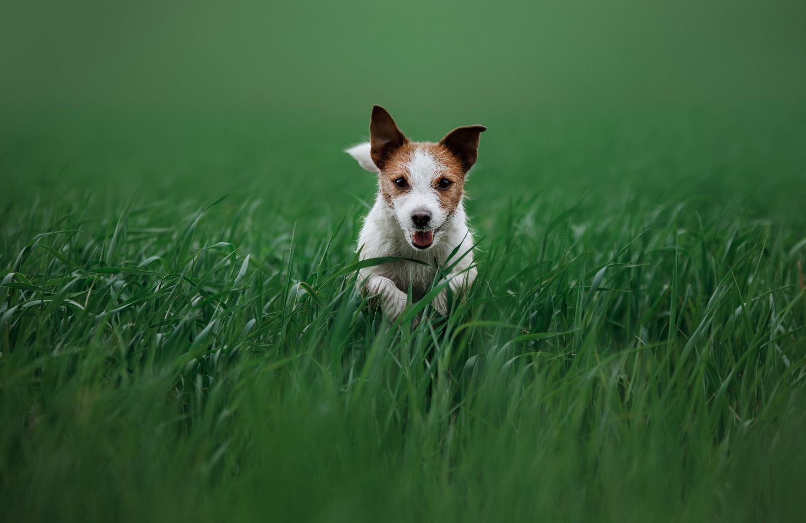 I cani più veloci del mondo: le razze