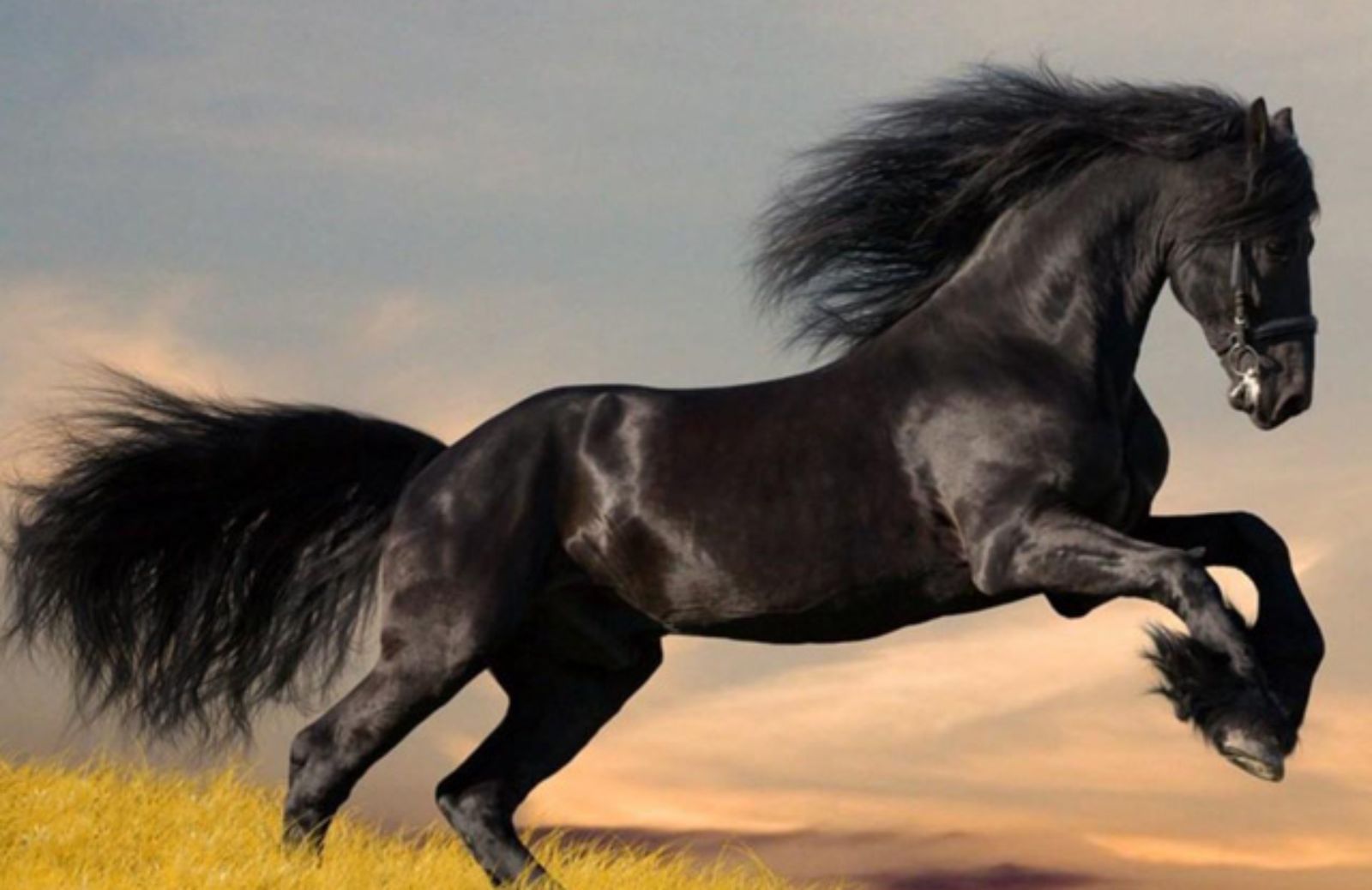  Cavallo frisone: origini, caratteristiche, prezzo