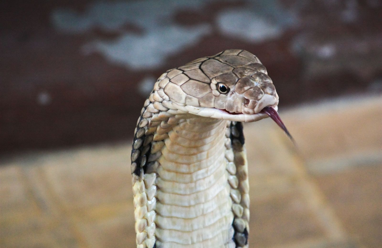 I 10 serpenti più velenosi al mondo