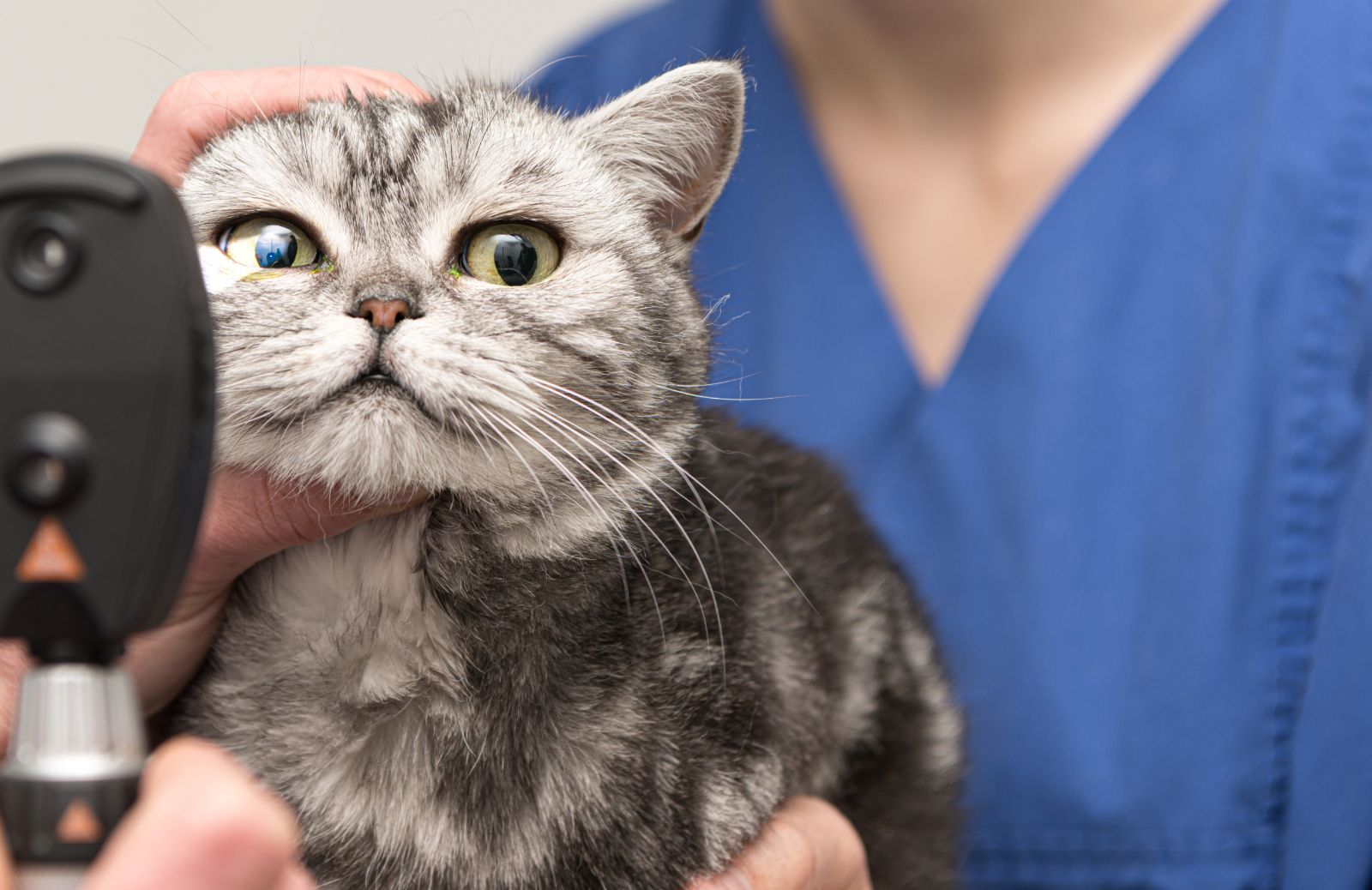 FIV e FELV nel gatto: cosa sono, sintomi e terapia