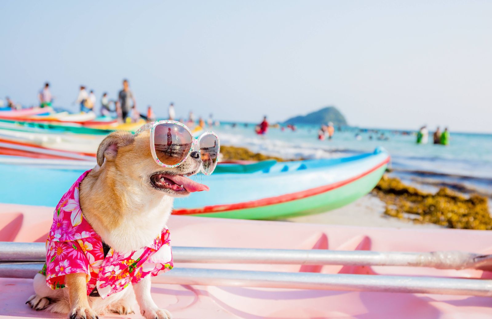 Hotel pet friendly: i migliori d'Italia