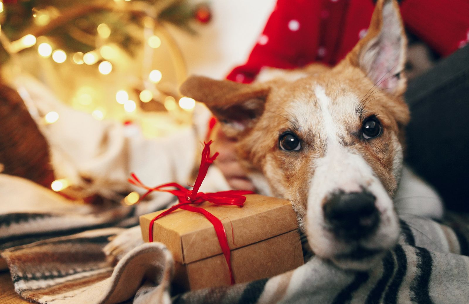Regali di Natale solidali animali: cinque iniziative da non perdere