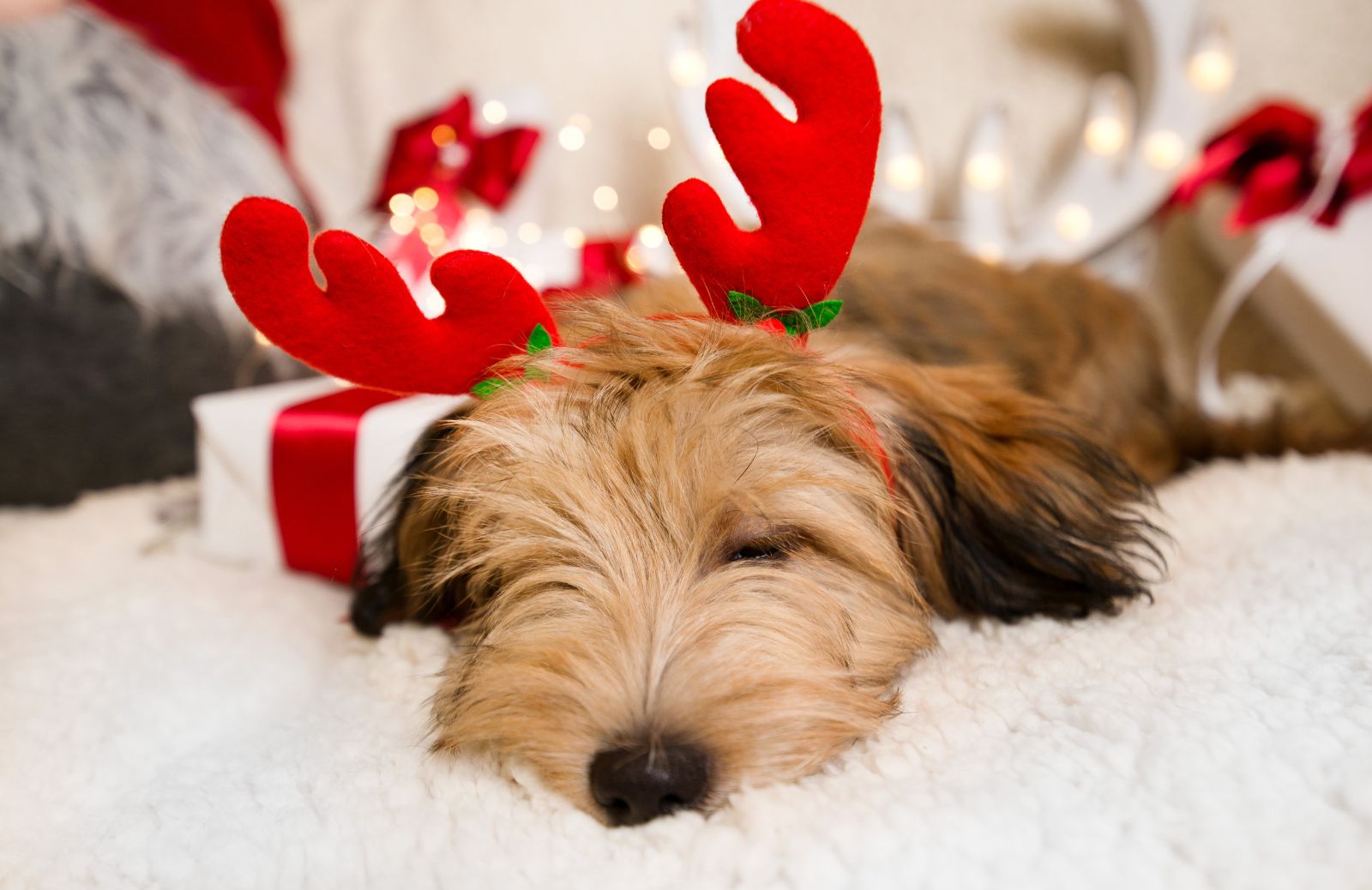 Vestito di Natale per il cane: idee e dove comprarlo
