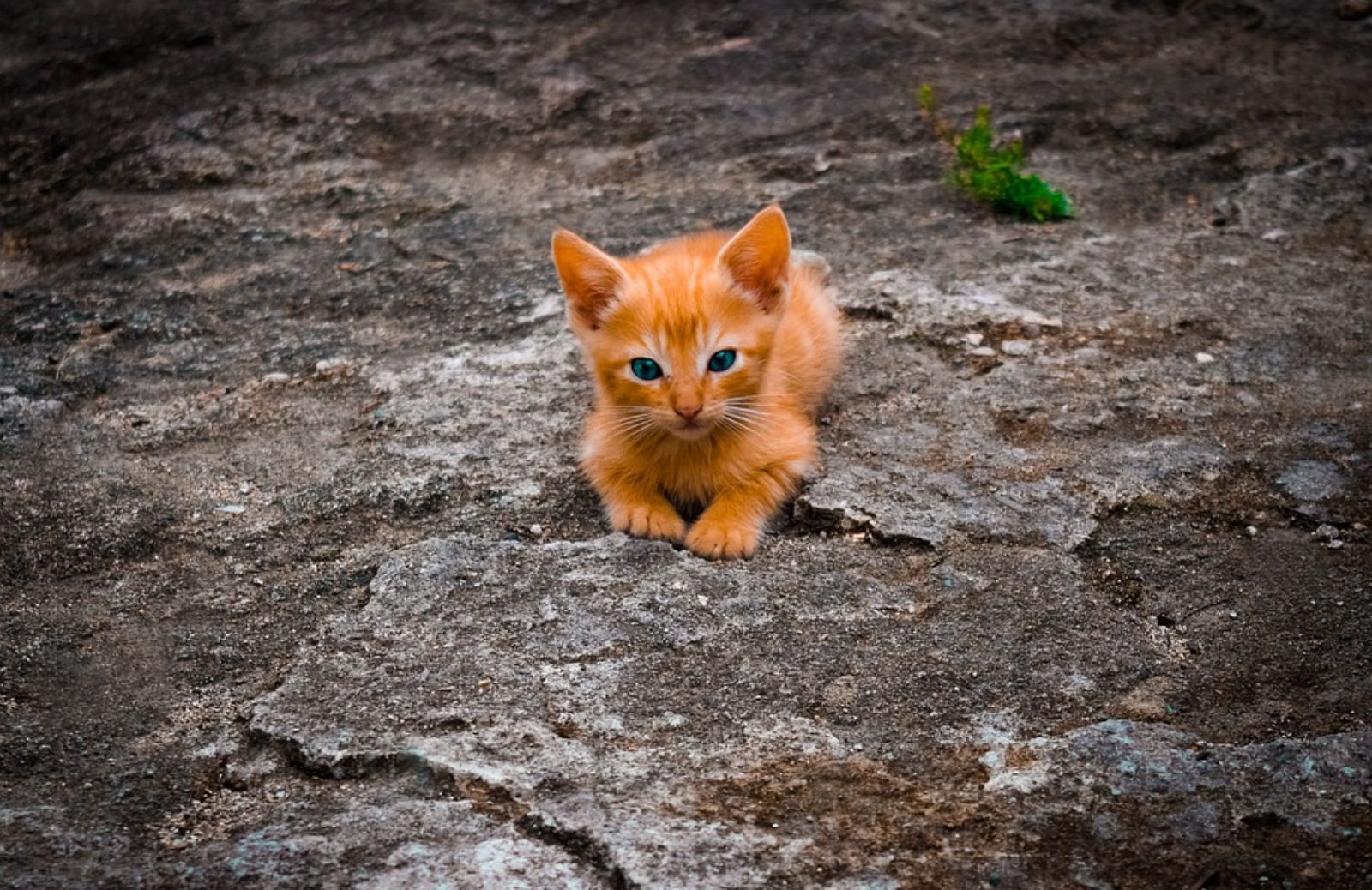  Da che età bisogna vaccinare il gatto?