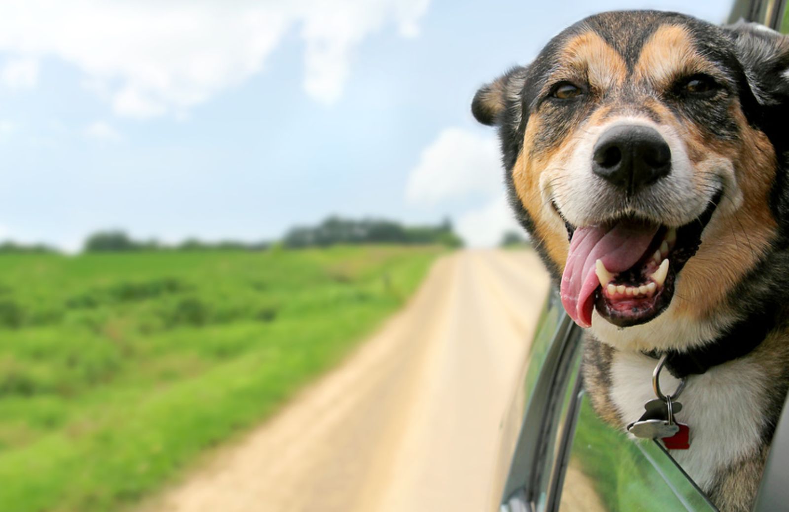 A cosa serve l'anagrafe canina?