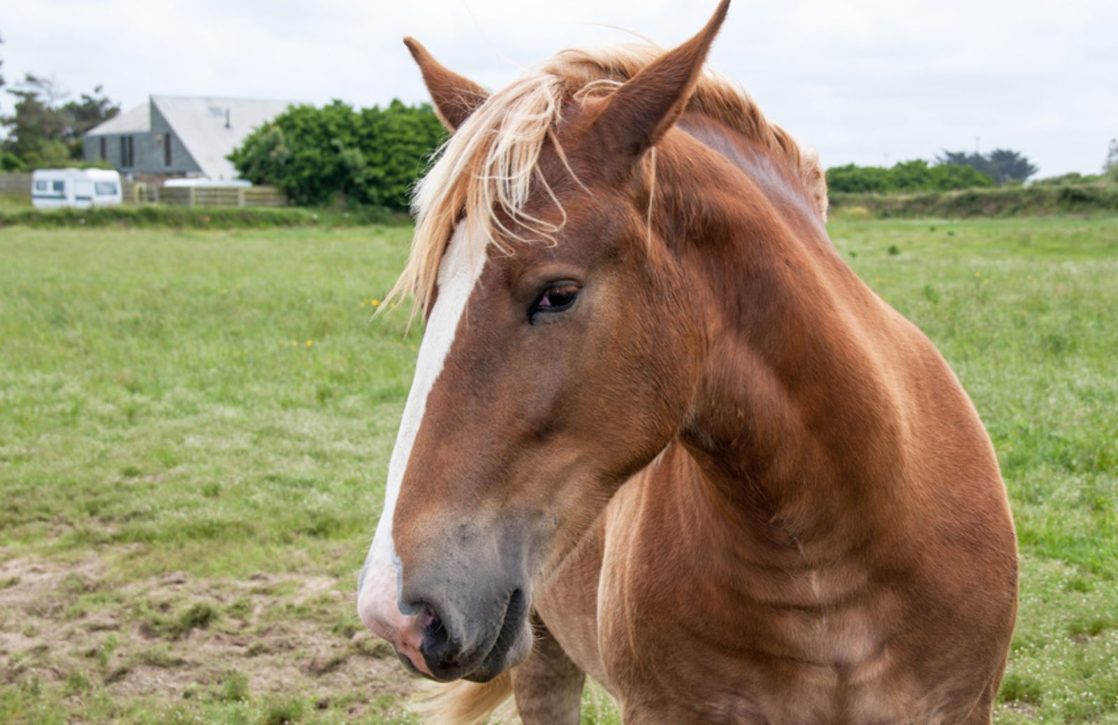 A quanti anni dell’uomo equivale un anno del cavallo?