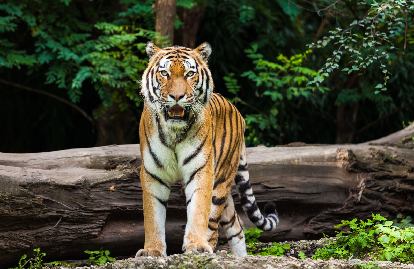 Animali ibridi: cosa sono il ligre e il tigone?