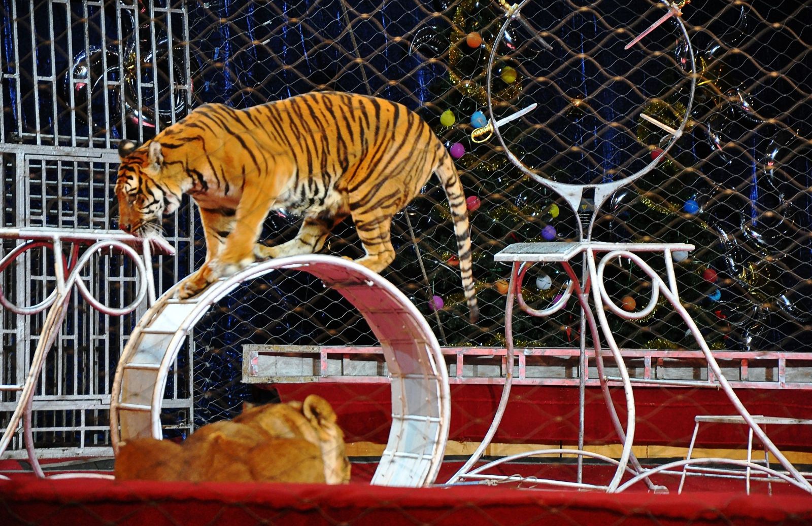 Animali in gabbia: quali paesi vietano i circhi con animali?
