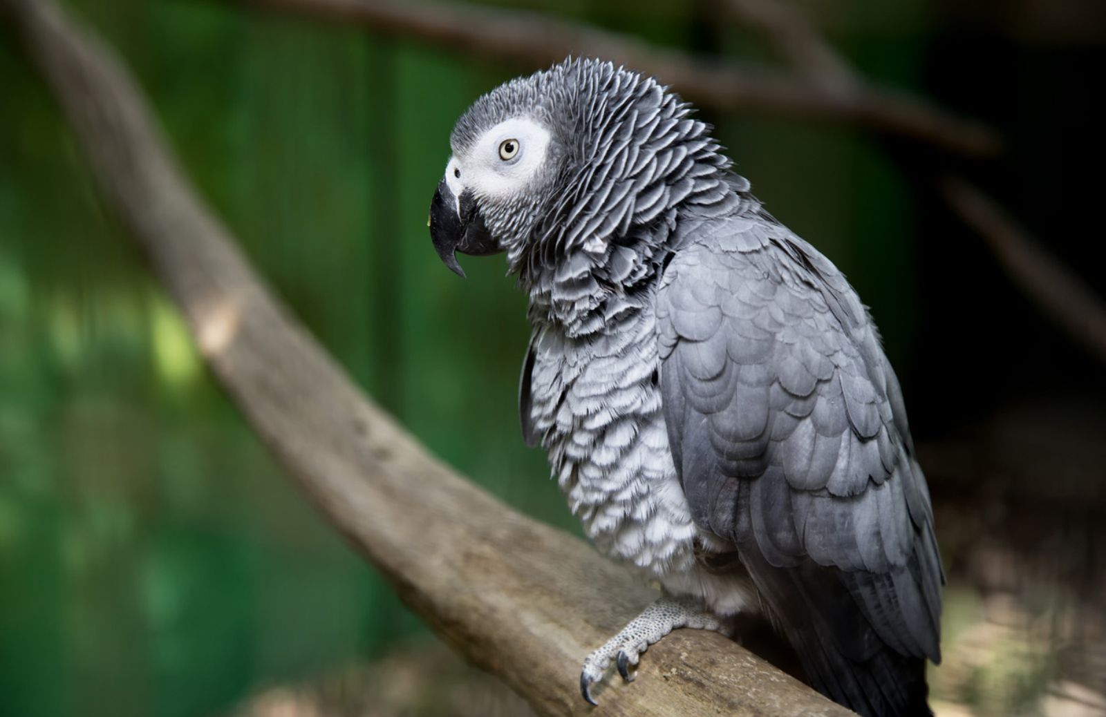Bisogna denunciare il possesso di un pappagallo cenerino?