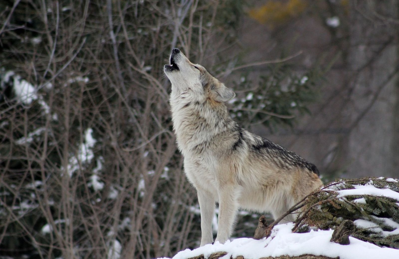 Che cos'è il wolf-howling?