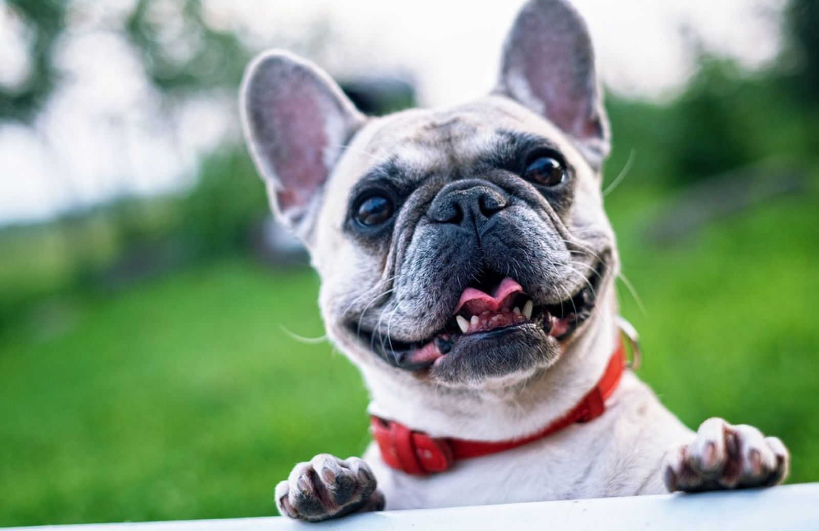 Che cosa significa cane brachicefalo?