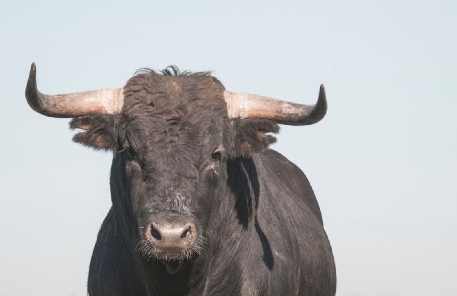 Che differenza c'è tra bue e toro?