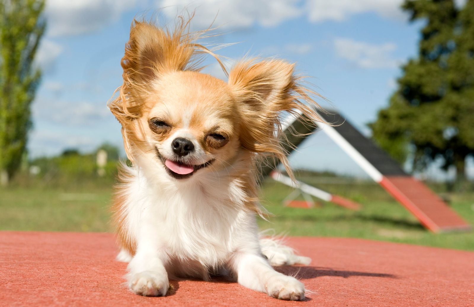 Che differenze ci sono tra il Chihuahua e il Chihuahua Toy?