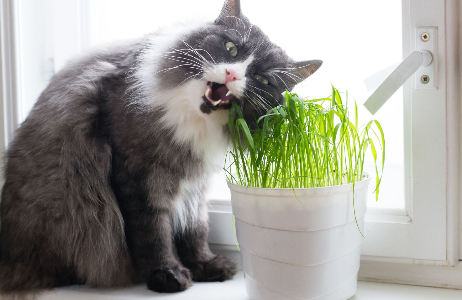 Che effetti ha l'erba gatta sul gatto?