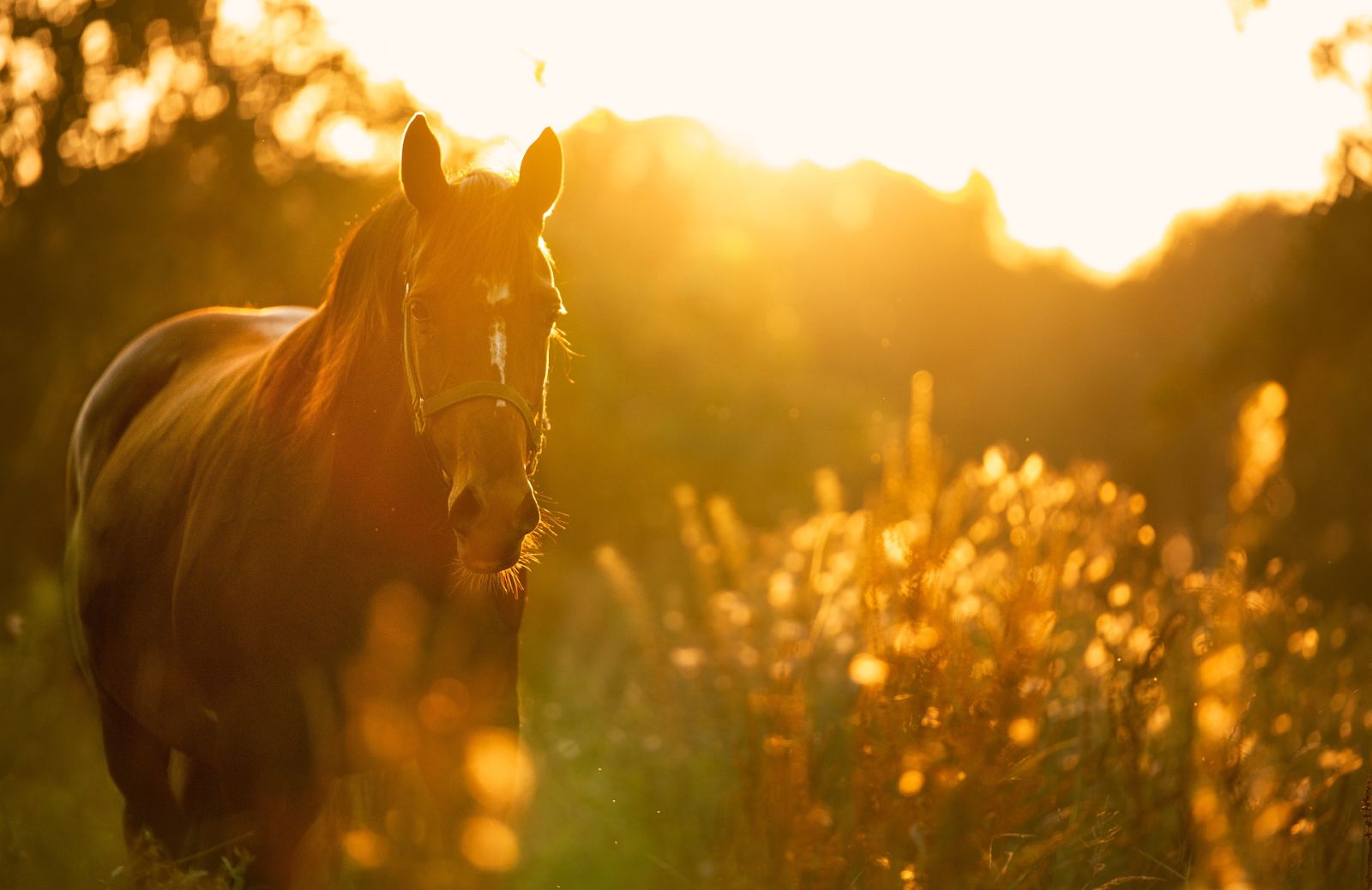 Come dorme il cavallo?